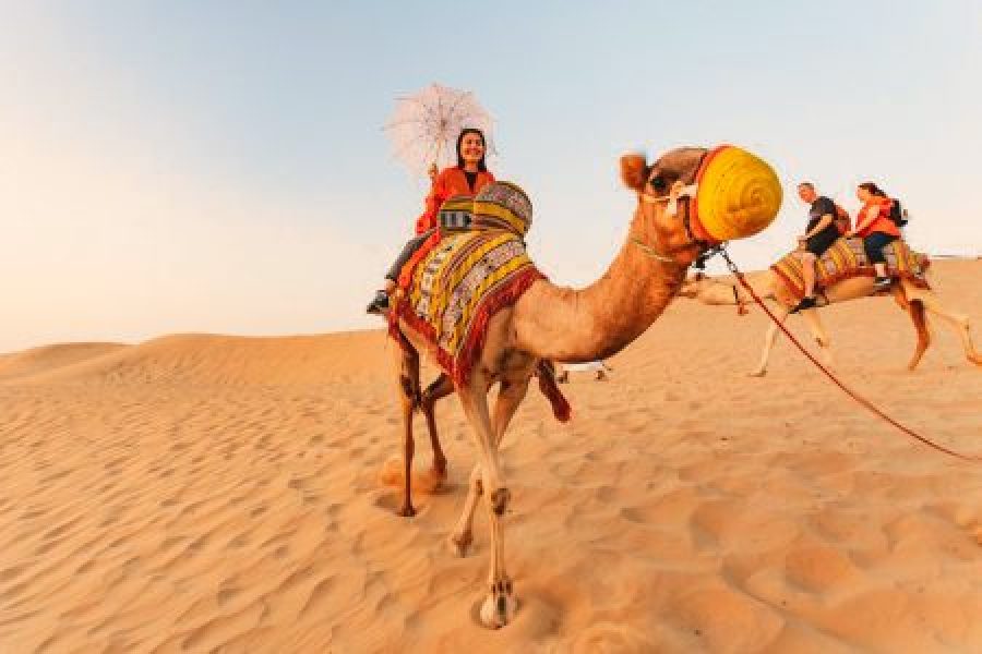 VIP Camel Rides Amidst Dubai’s Golden Dunes