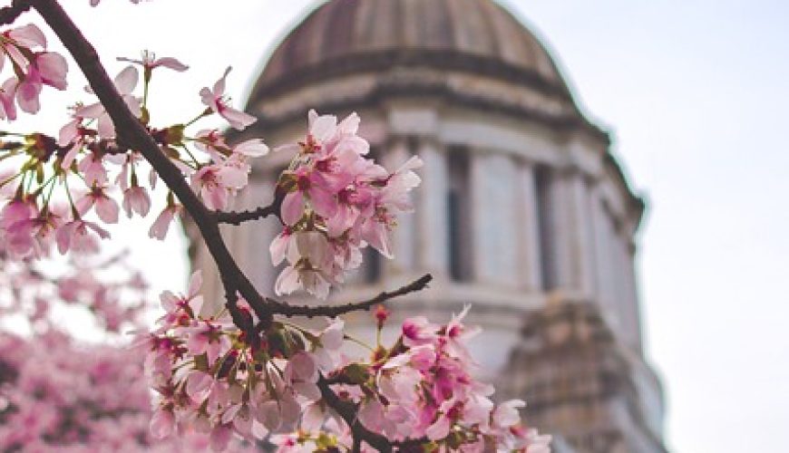 Tiptoe through the Tulips of Washington