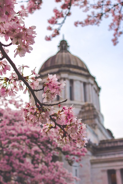 Tiptoe through the Tulips of Washington